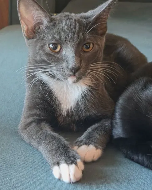 Allison
