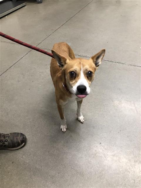 Adoptable Dog