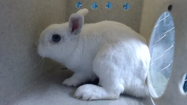 Snowball