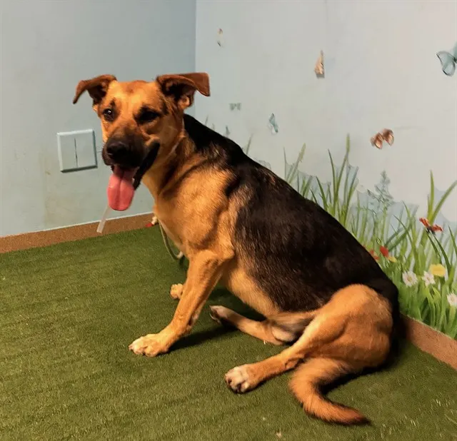 Adoptable Dog