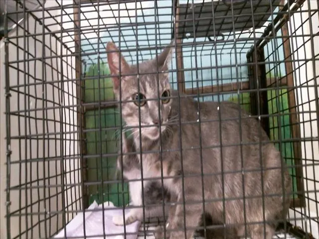 Adoptable Cat