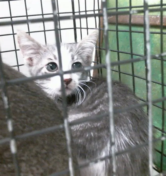 Adoptable Cat