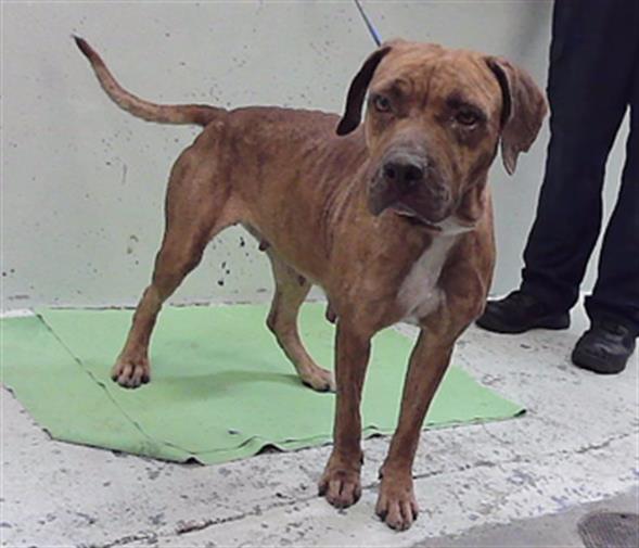 Adoptable Dog
