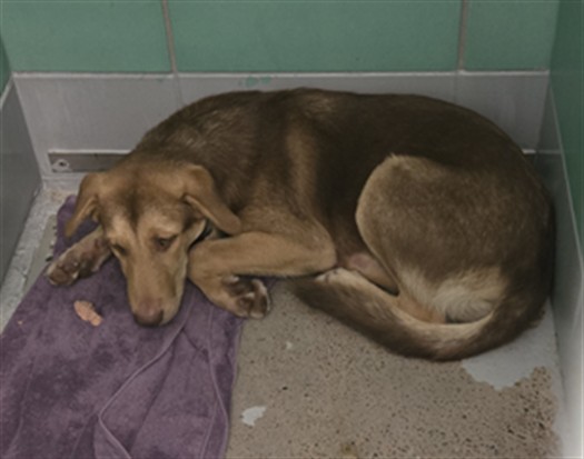 Adoptable Dog