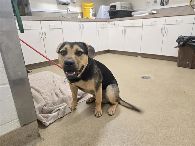 Adoptable Dog