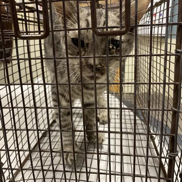 Adoptable Cat