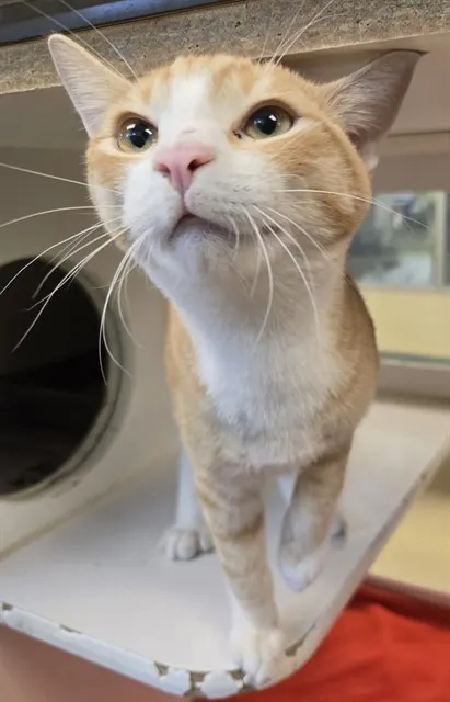 Thunder
