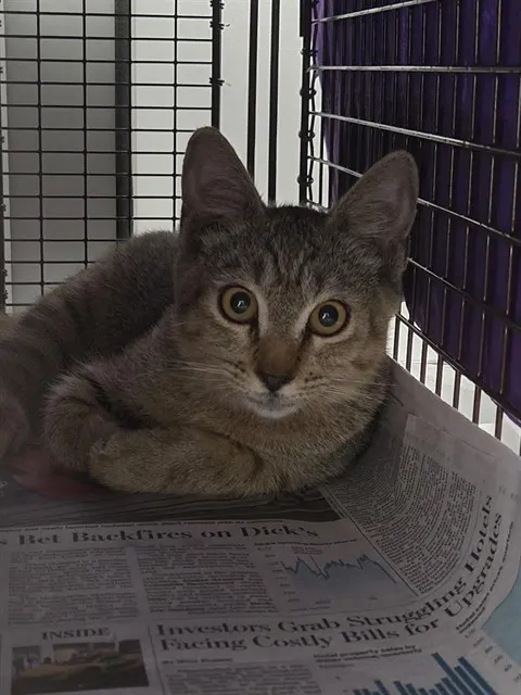 Adoptable Cat