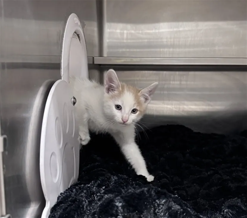 Adoptable Cat