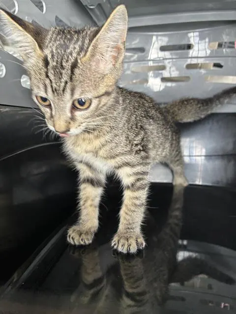 Cleo