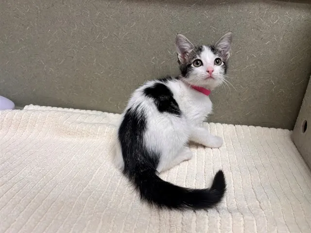 Adoptable Cat