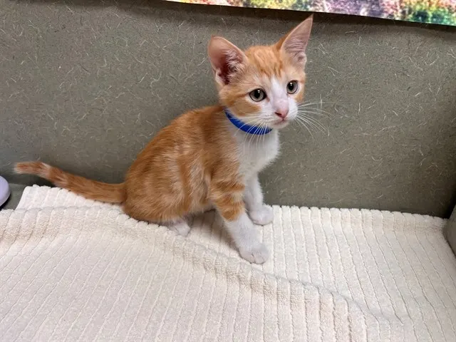 Adoptable Cat
