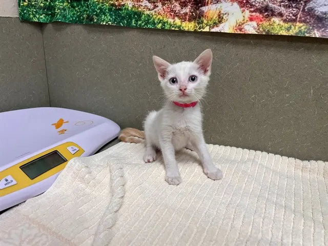Adoptable Cat