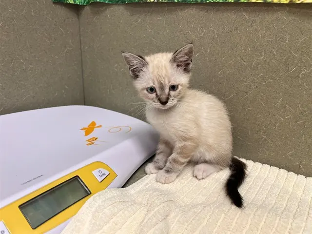 Adoptable Cat