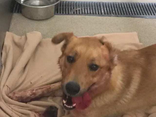 Simba