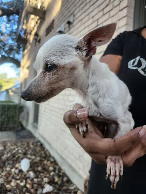 Lolita
