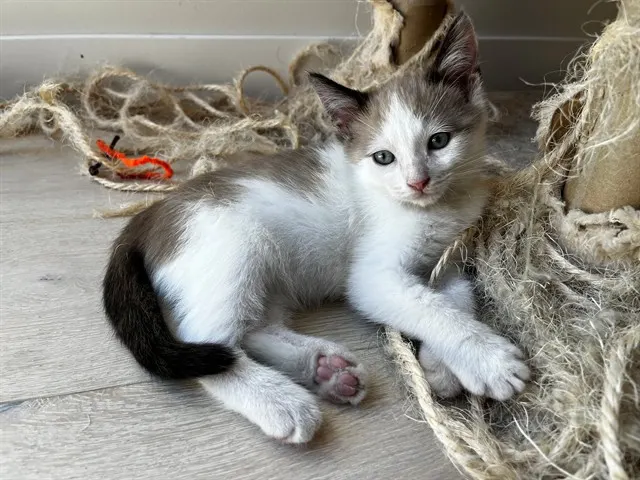 Sammy