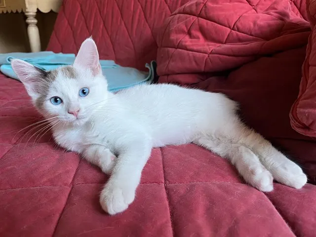 Ollie