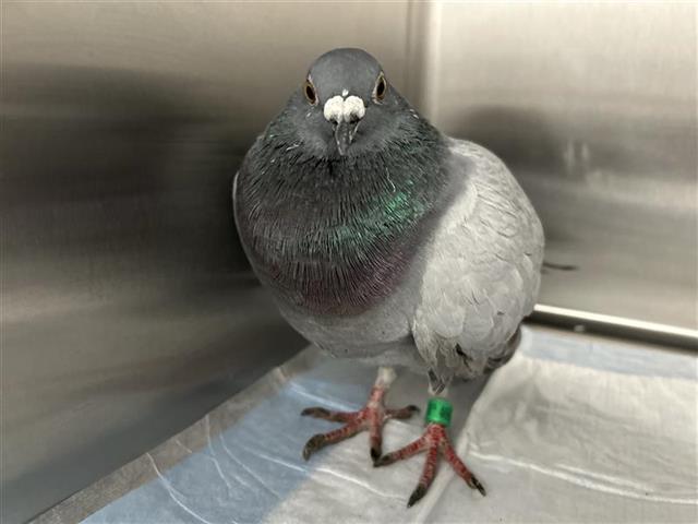 Adoptable Bird