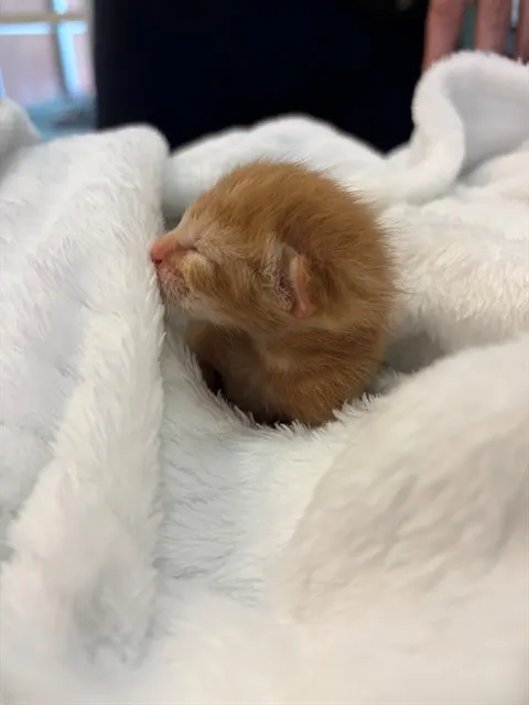 Bagel Bite
