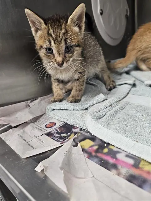 Adoptable Cat