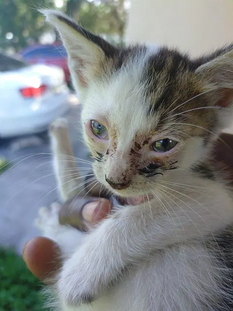 Adoptable Cat