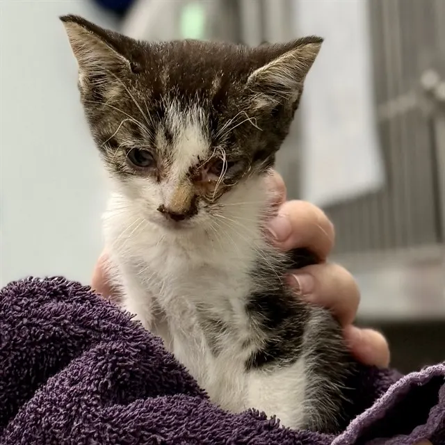 Adoptable Cat