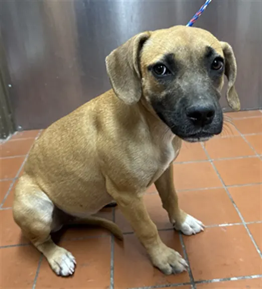 Adoptable Dog