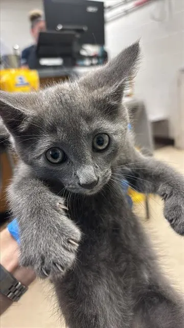Adoptable Cat