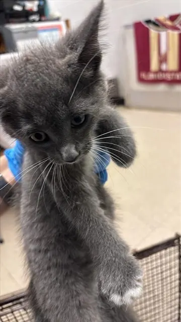 Adoptable Cat