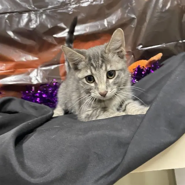 Adoptable Cat