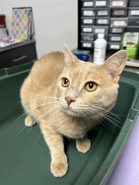 Buddy