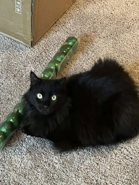 Sumi