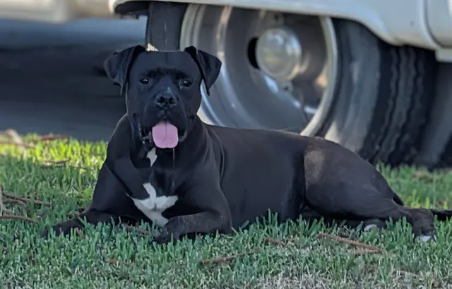 Adoptable Dog