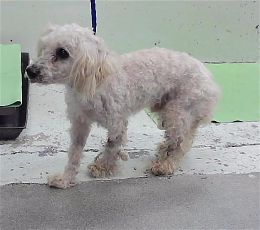 Adoptable Dog