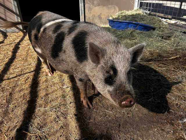 Big Mama