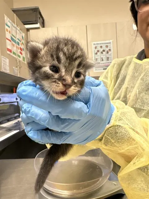 Adoptable Cat