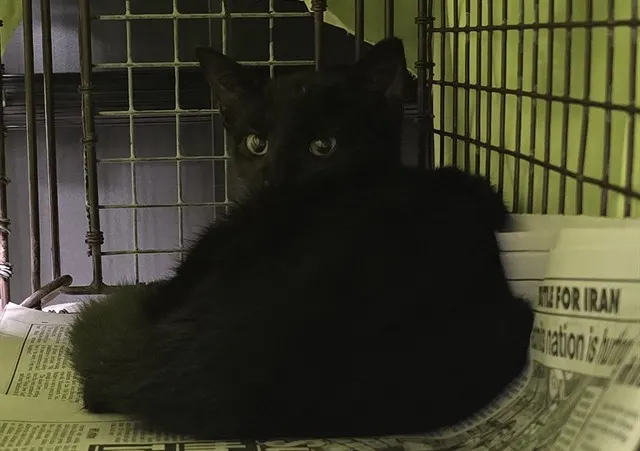Adoptable Cat