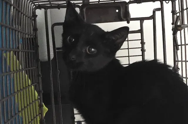 Adoptable Cat