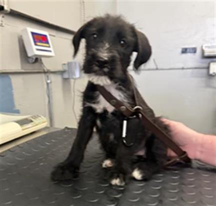 Adoptable Dog