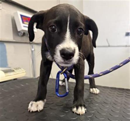 Adoptable Dog