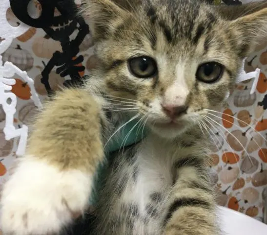 Adoptable Cat