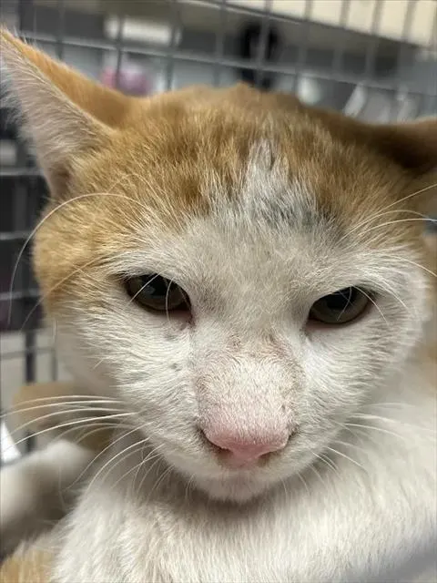 *Max