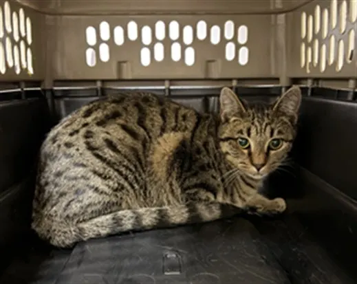 Adoptable Cat