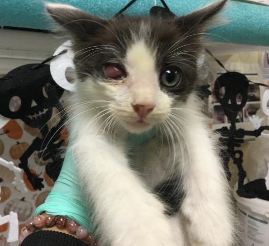 Adoptable Cat