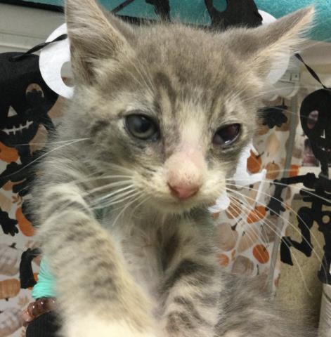 Adoptable Cat