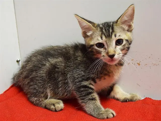 Adoptable Cat