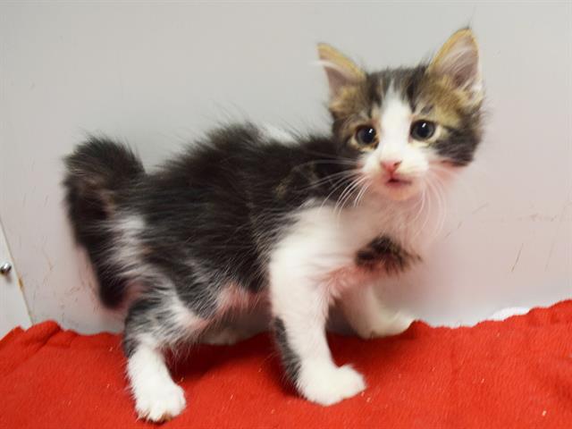 Adoptable Cat