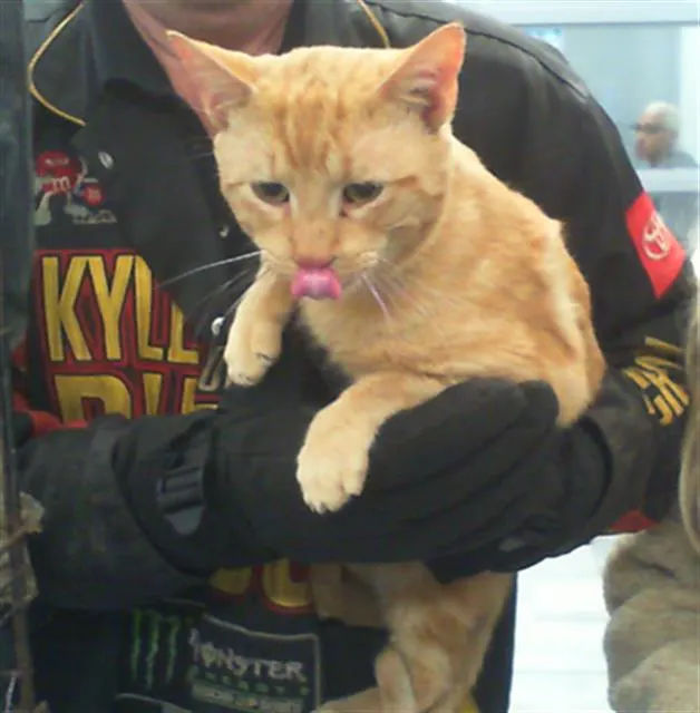 Adoptable Cat