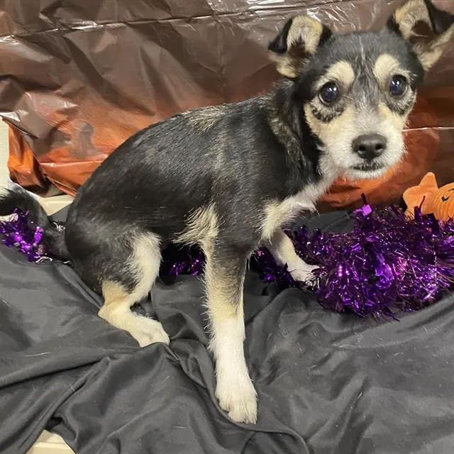 Adoptable Dog